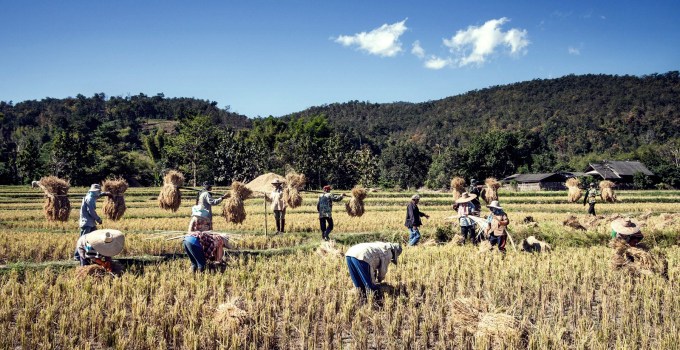 Culture du riz en Thaïlande